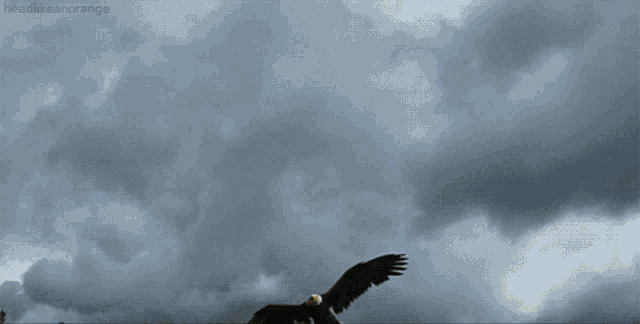 Animals Birds GIF