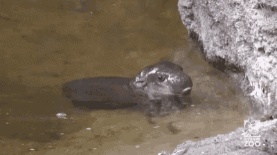Animals Cute GIF