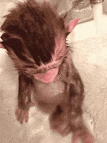 Animals Cute GIF