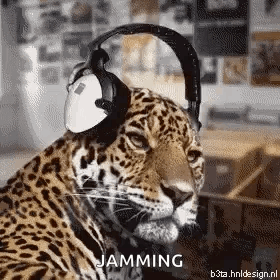 Animals Funny GIF