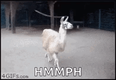 Animals Llama GIF. This 392 x 272 animated GIF is part of our lhama cuspindo collection. Related themes include nope. Created by AggiePsychDoc. View the…
