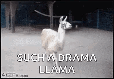 Animals Llama GIF