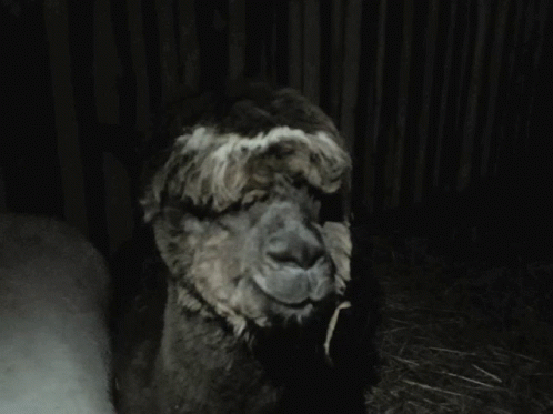 Animals Mniam GIF. This 498 x 373 animated GIF is part of our lama collection. Related themes include hmm, loading. Created by mit0. View the original…