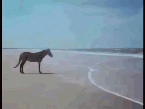 Animals Ocean Animals Sea GIF. This 498 x 374 animated GIF is part of our ocean collection. Created by Marevoo. View the original animation, share it, or…