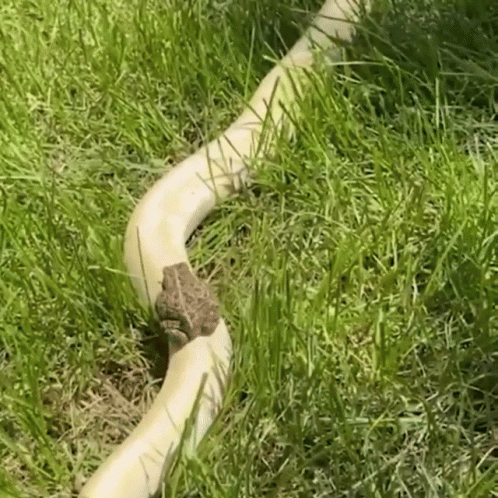 Animals Omw GIF. This 498 x 498 animated GIF is part of our im a snake collection. Related themes include on my way, slide, snake. Created by yasdnil. View…