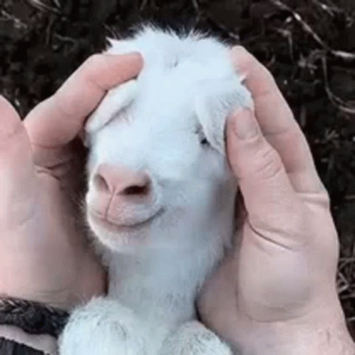 Animals Who Me GIF