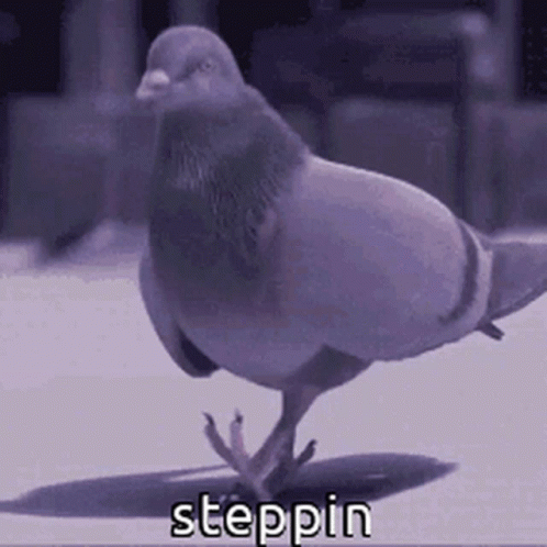 Animals With Captions Pigeon GIF. This 498 x 498 animated GIF is part of our funny pigeon collection. Created by jaerockets. View the original animation…