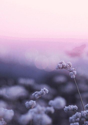 Animated Flower Purple GIF. This 352 x 498 animated GIF is part of our fondos de pantalla collection. Related themes include pink, purple. Created by…