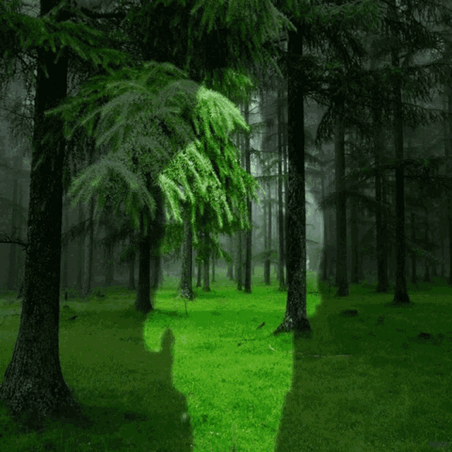 Animation Nature GIF