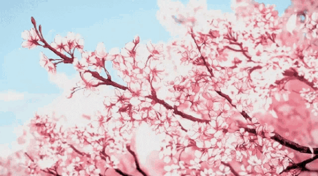 Anime Cherry Blossoms GIF