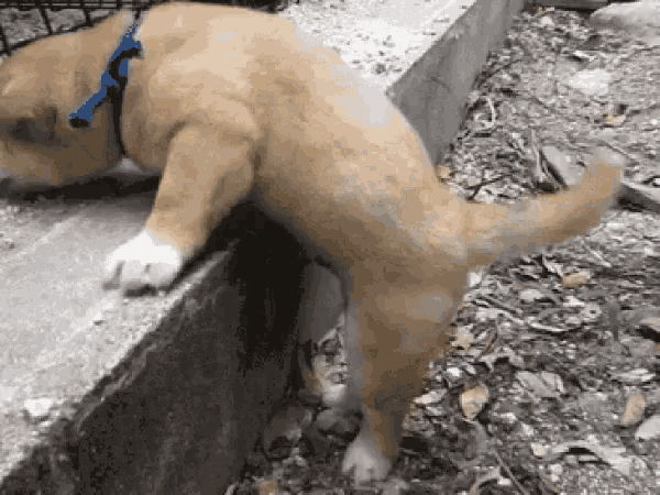 Anjing GIF