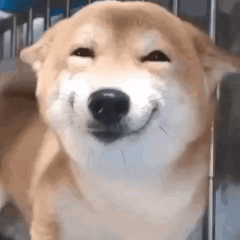 Anjing Tehe GIF. This 480 x 480 animated GIF is part of our shiba inu smile collection. Created by Mahiru_16. View the original animation, share it, or…