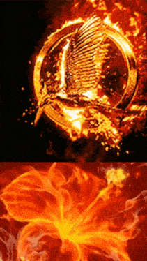 Ankasdf Sdfanka GIF