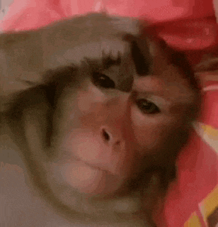 Annoyed Monkey GIF