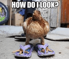 Answer Me Meme