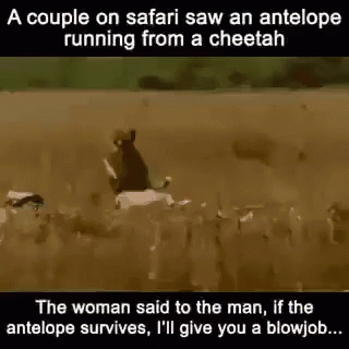 Antelope Cheetah GIF
