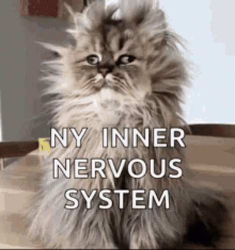 Anxiety Anxious GIF