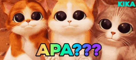 Apa Kucing GIF