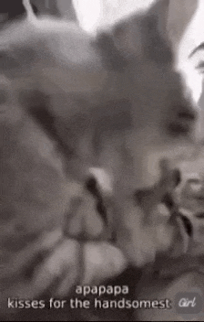 Apapapa Cat GIF
