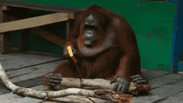 Ape Orangutan GIF