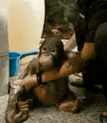 Ape Orrangutan GIF