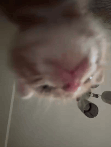 Appetite Hungry GIF