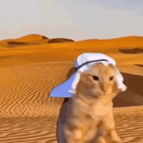 Arabian Cat Arab Cat GIF