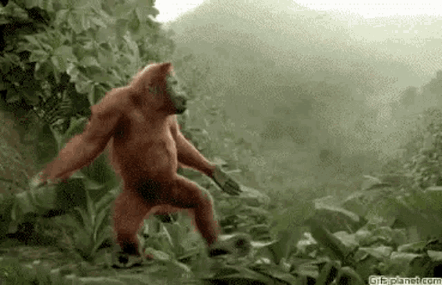 Arangutan Monkey GIF