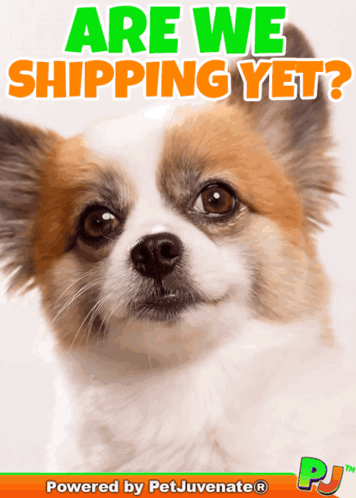 Are We Shipping Yet Snuggle Pup Hug Muahh Boop Bork Blep Boof And Hound Dog GIF