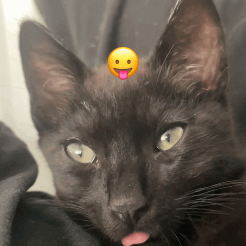 Arlo Bleh GIF