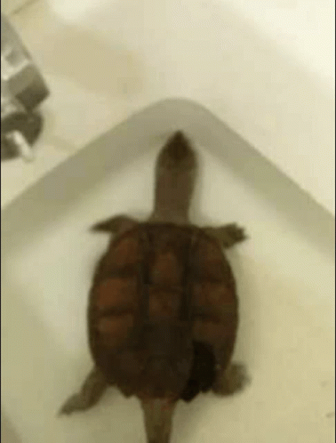Arnold Snapping Turtle GIF