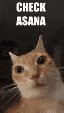 Asana Cat GIF