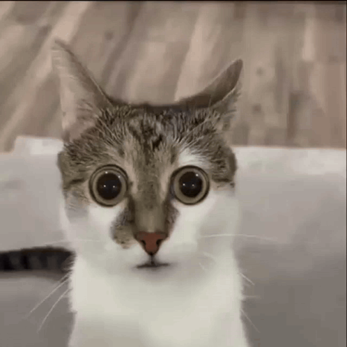 Asdasd GIF