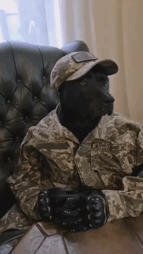 Asker Köpek GIF