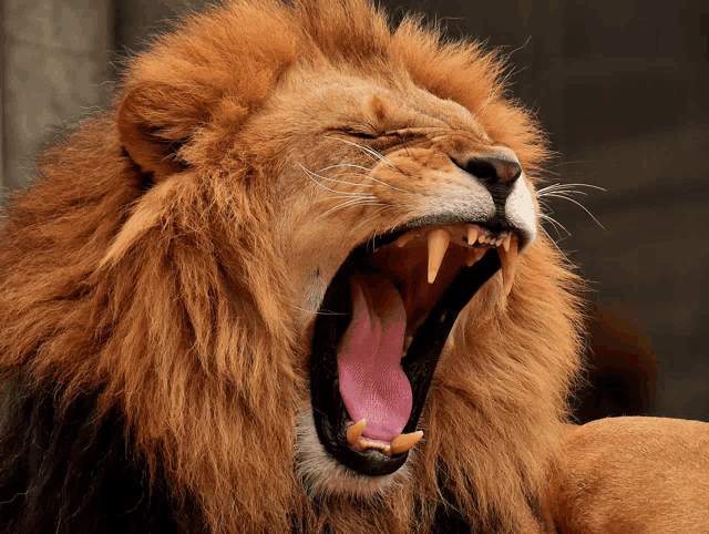 Aslan Meme