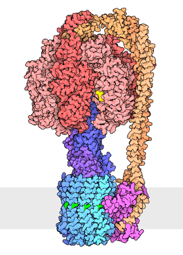 Atp Synthase GIF