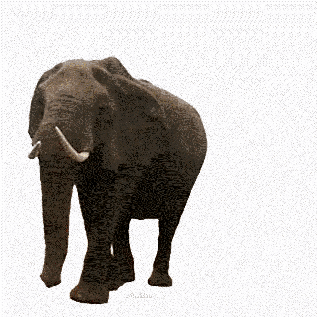 Atra Bilis Funny Animals GIF