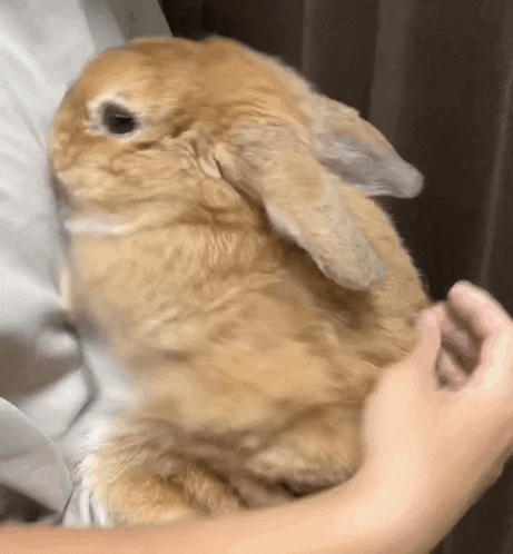 Attention Seeking Rabbit GIF