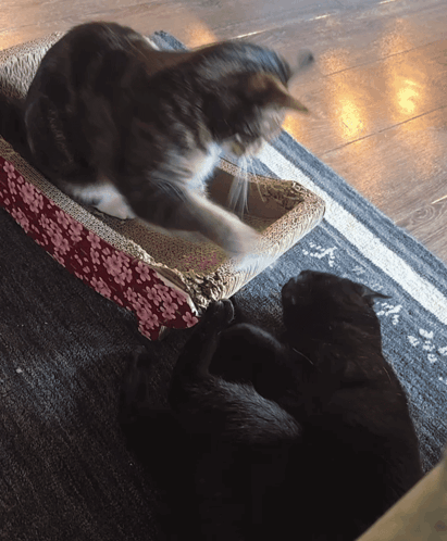 Atticus Sypha GIF