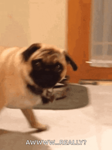 Attitude Pug GIF