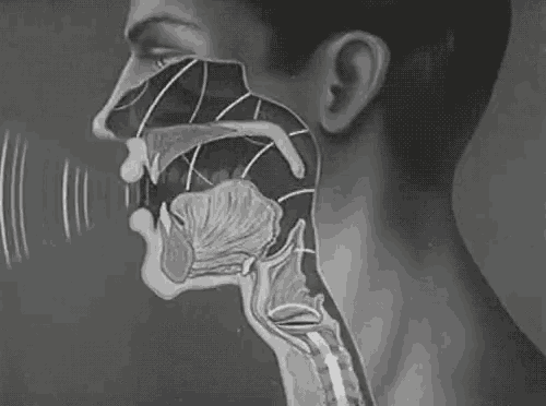 Audio GIF