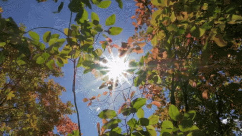 Autumn Fall GIF. This 498 x 280 animated GIF is part of our folhas de outono caindo collection. Related themes include autumn, fall, sun. View the original…