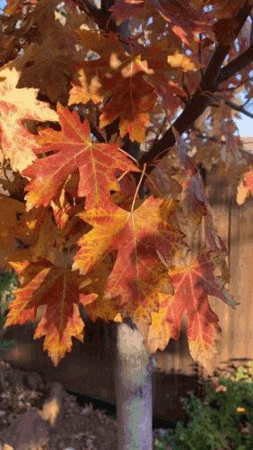 Autumn Fall GIF. This 280 x 498 animated GIF is part of our folhas de outono caindo collection. Related themes include autumn, beautiful, fall. Created by…