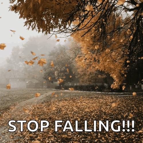 Autumn Leaves Falling GIF. This 498 x 498 animated GIF is part of our folhas de outono caindo collection. Created by JAB6184. View the original animation…