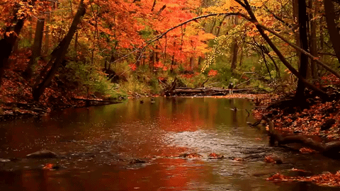 Autumn Leaves Water Rain GIF. This 480 x 270 animated GIF is part of our folhas de outono caindo collection. Created by Pyx3l. View the original animation…