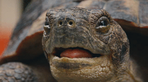 Avanti West Coast Turtle GIF
