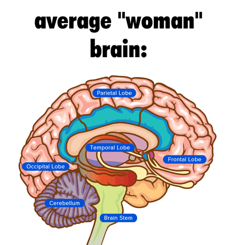 Average Woman Brain Diagram Meme GIF