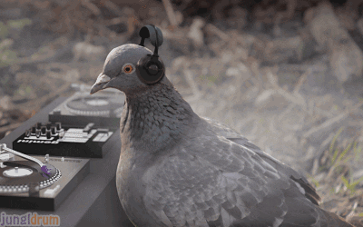 Avisyulia GIF. This 400 x 250 animated GIF is part of our funny pigeon collection. Created by AVIS_RARA. View the original animation, share it, or browse…