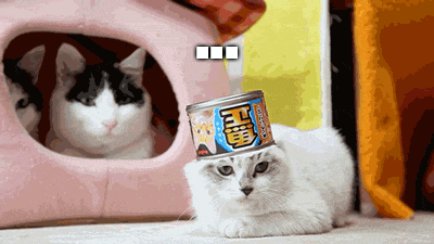 Aw Hell No Cat GIF