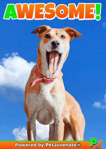 Awesome Amazing GIF